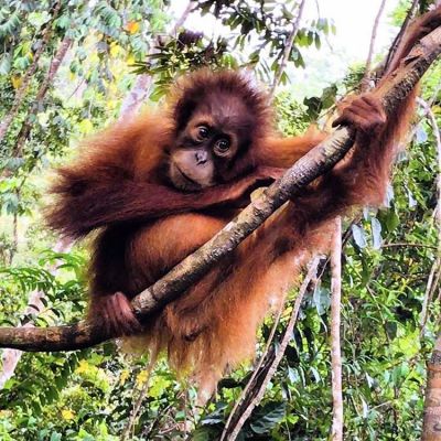 Viaje de aventura a Indonesia salvaje