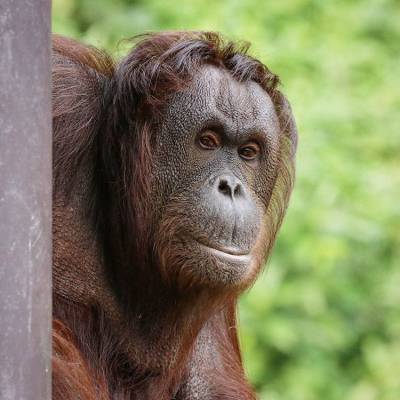 Viaje de aventura a Malasia y el corazón de Borneo