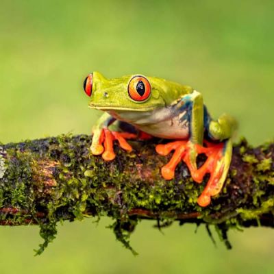 Viaje de aventura a Pura vida