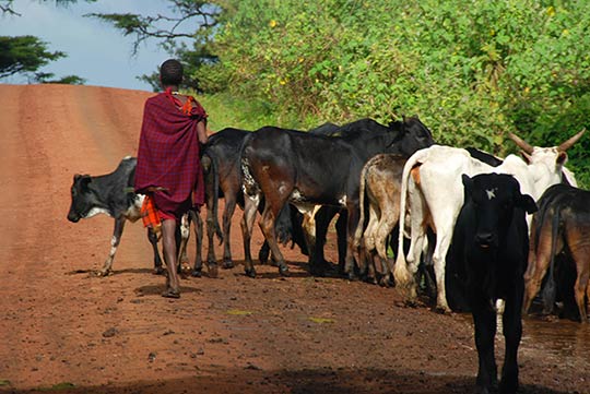 Masai con su rebaño en las laderas del Ngorongoro