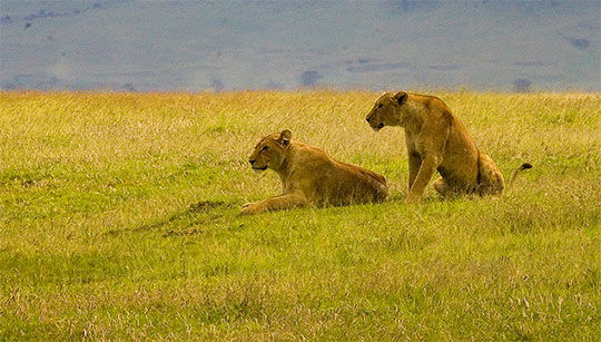 Leonas esperando a su presa