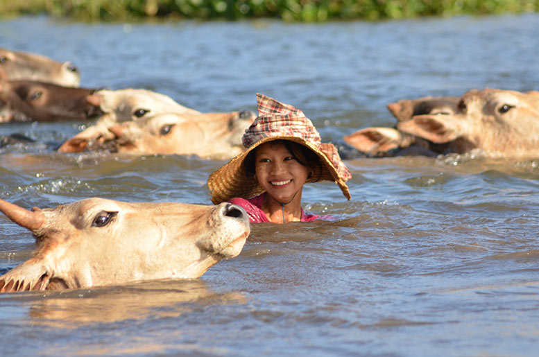Mujer Tailandesa cruzando un río con sus vacas