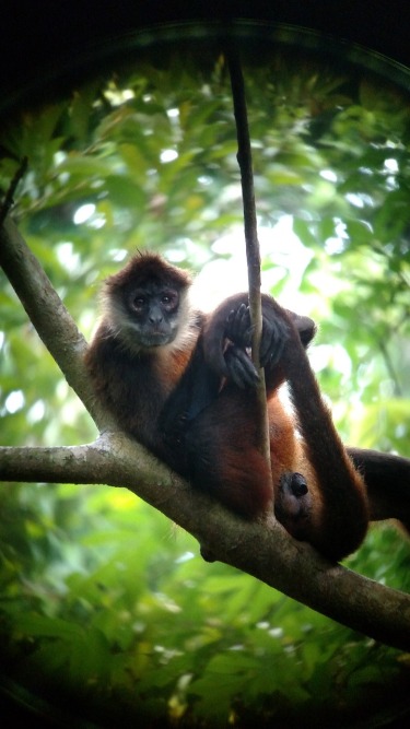 Fauna de costa rica