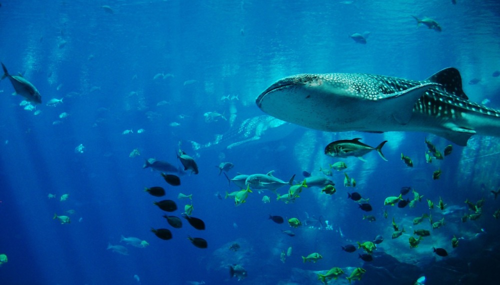 Tiburón ballena Maldivad