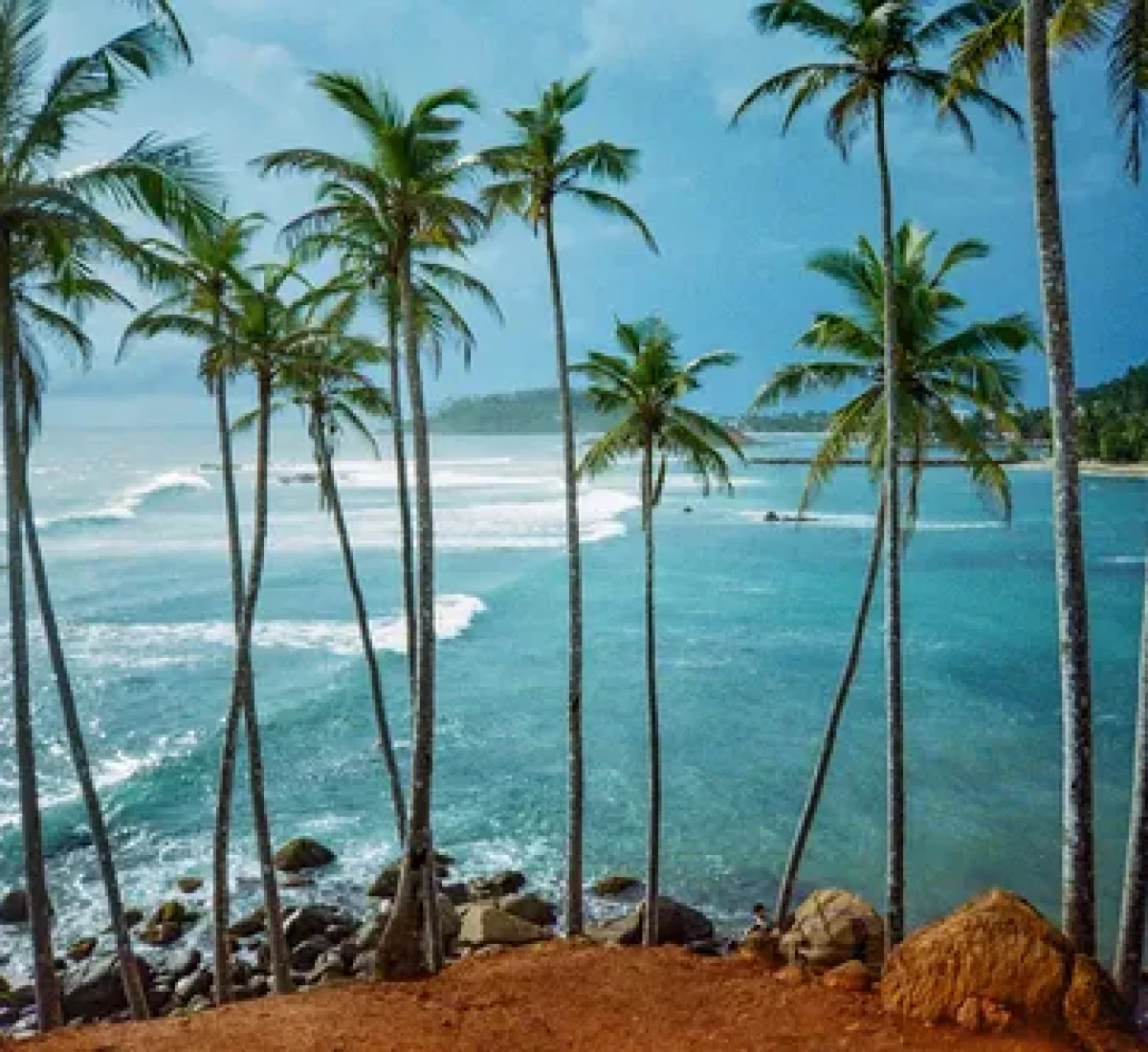 2. Coconut Tree Hill_baja