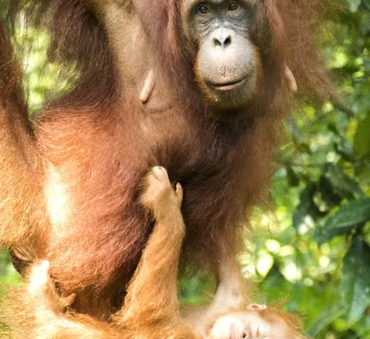 3. Orangután de Borneo_baja