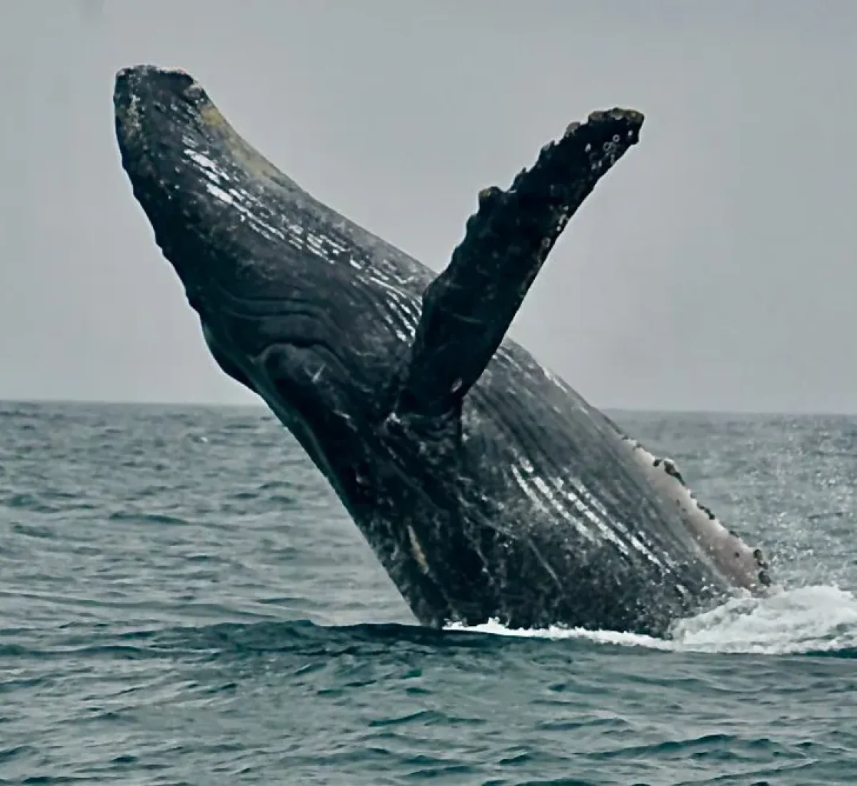 Azores _BAJA