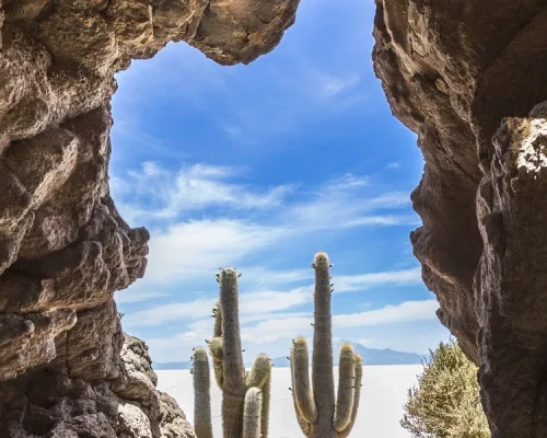 Cactus en Salar de Uyuni_baja