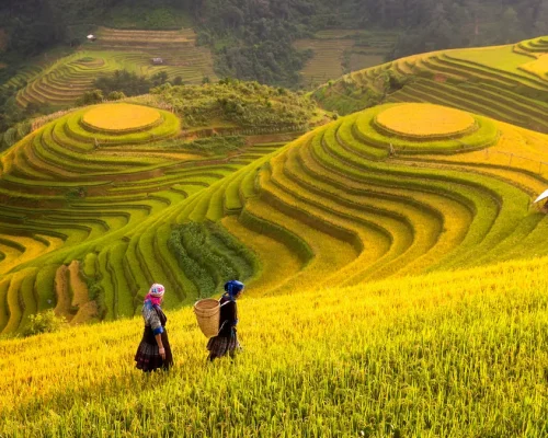 Campos de arroz_baja