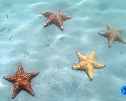 EStrellas_BAJA