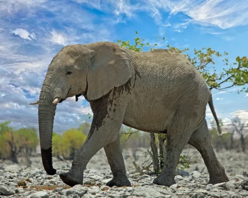 Elefante en Etosha_BAJA