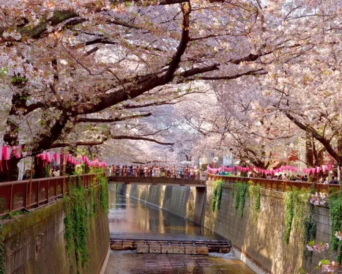 Hanami-en-Tokio_baja