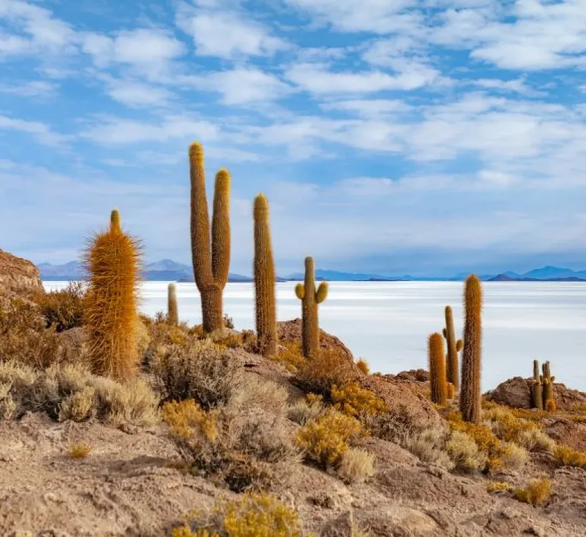 Isla del Pescado en Salar de Uyuni_BAJA