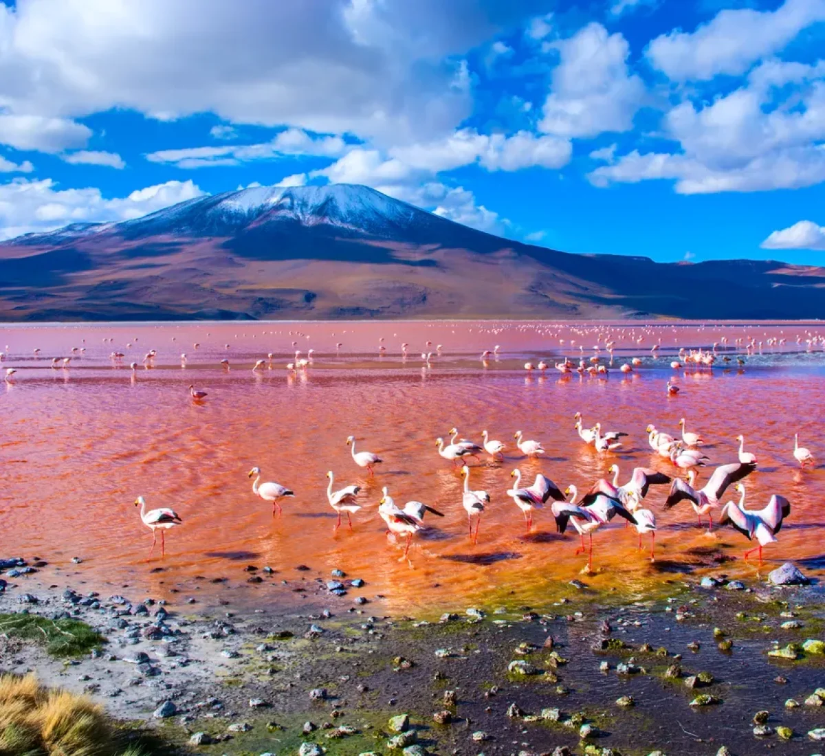 Laguna Colorada_BAJA