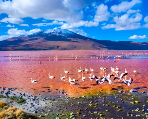 Laguna Colorada_baja