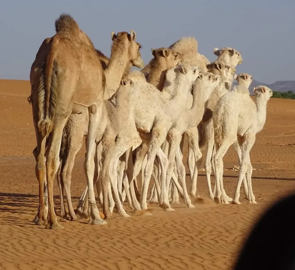 Mauritania Alvaro (112)_BAJA