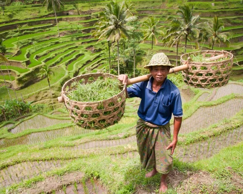 Rice-farmer-en Bali_baja