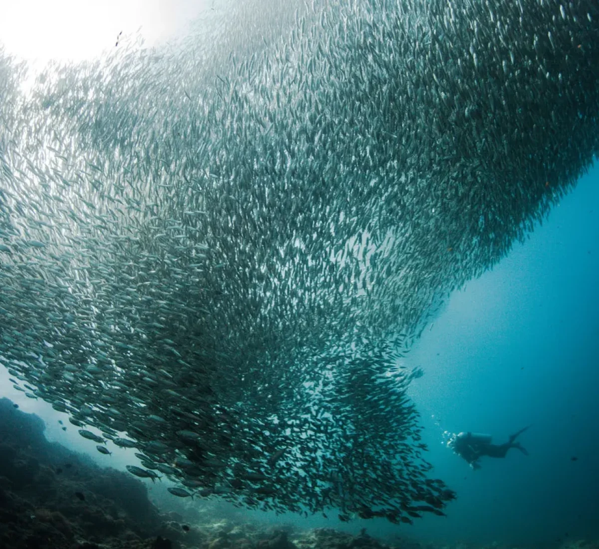 Sardinas_BAJA