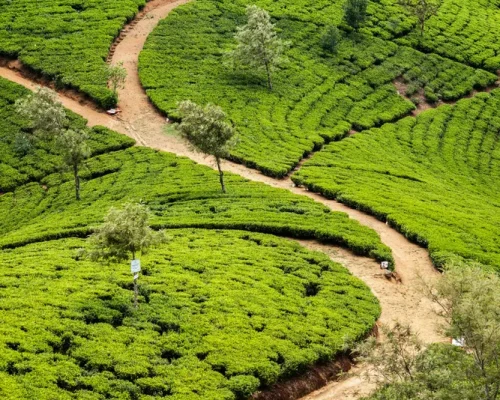 Sri Lanka V 22_baja
