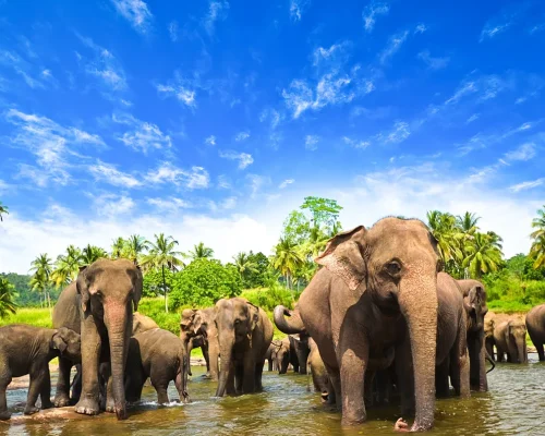 Sri Lanka_baja
