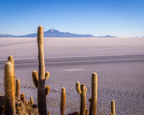 bigstock--165366500_BAJA