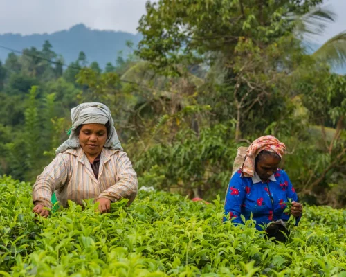 bigstock--206207569_baja