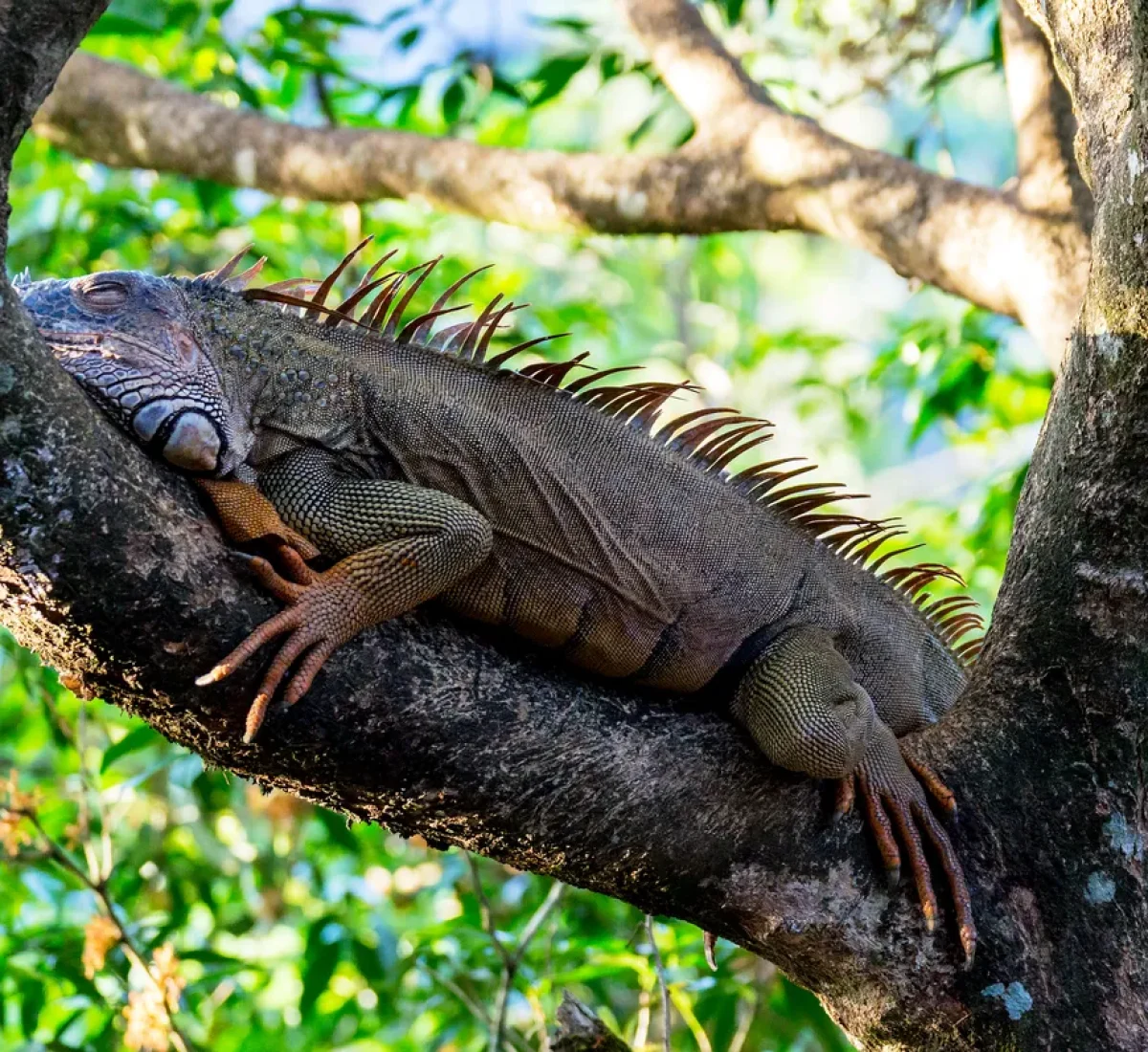 bigstock--208339429_BAJA