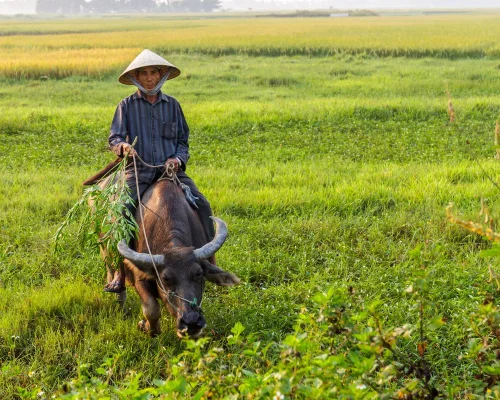 bigstock-A-Farmer-And-Water-Buffalo-In--208916035_baja