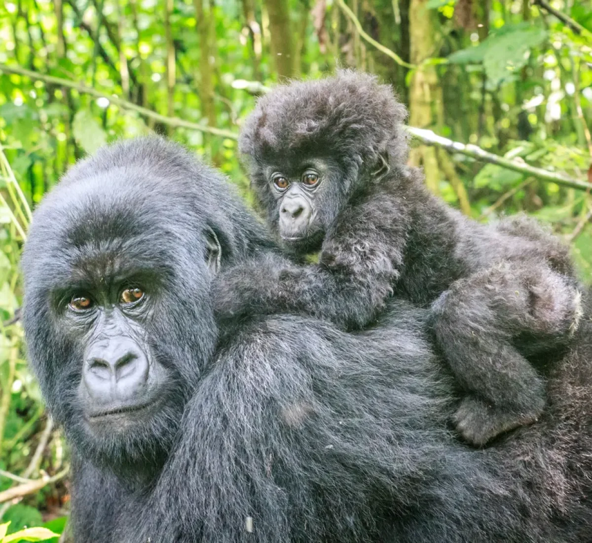 bigstock-Baby-Mountain-Gorilla-On-The-B-164204888_BAJA