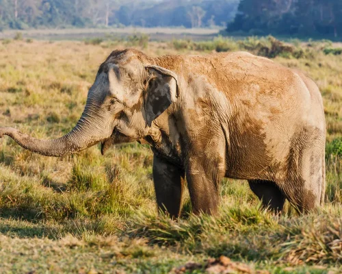 bigstock-Elephant-At-The-Chitwan-Nation-201703084_BAJA