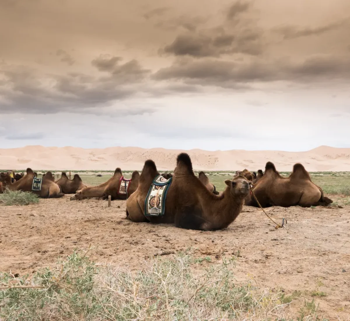 bigstock-Landscape-With-Camel-In-Mongol-205949692_BAJA