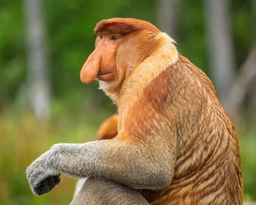 bigstock-Proboscis-Monkey-Nasalis-larv-145510760_baja