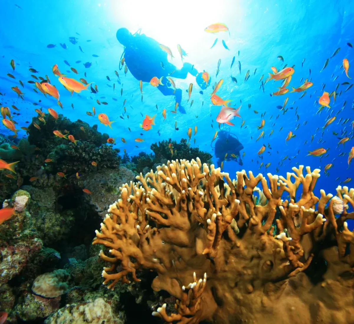 bigstock-Scuba-Diving-on-a-coral-reef-w-26725562_BAJA