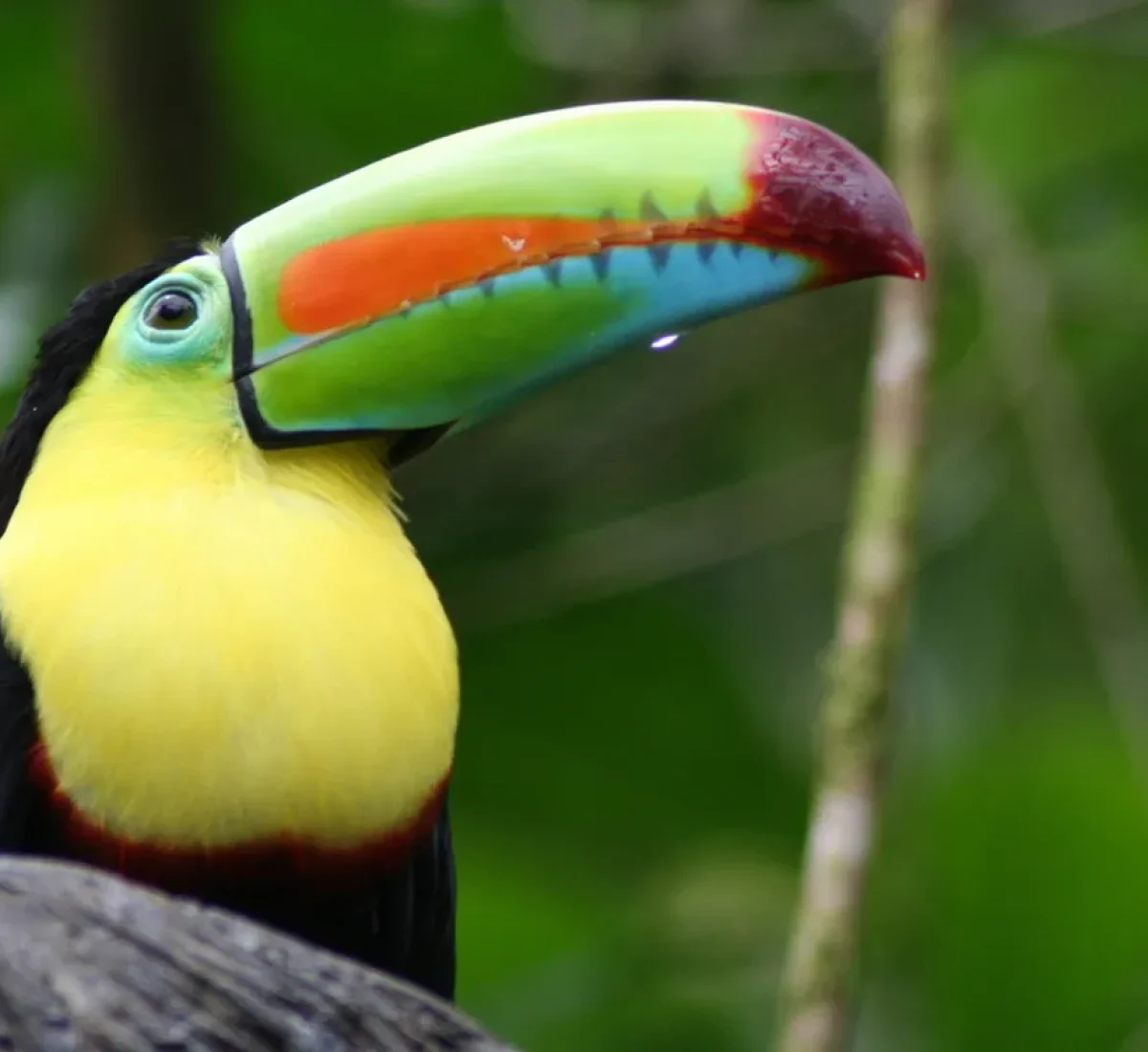 bigstock-Toucan-2985771_BAJA