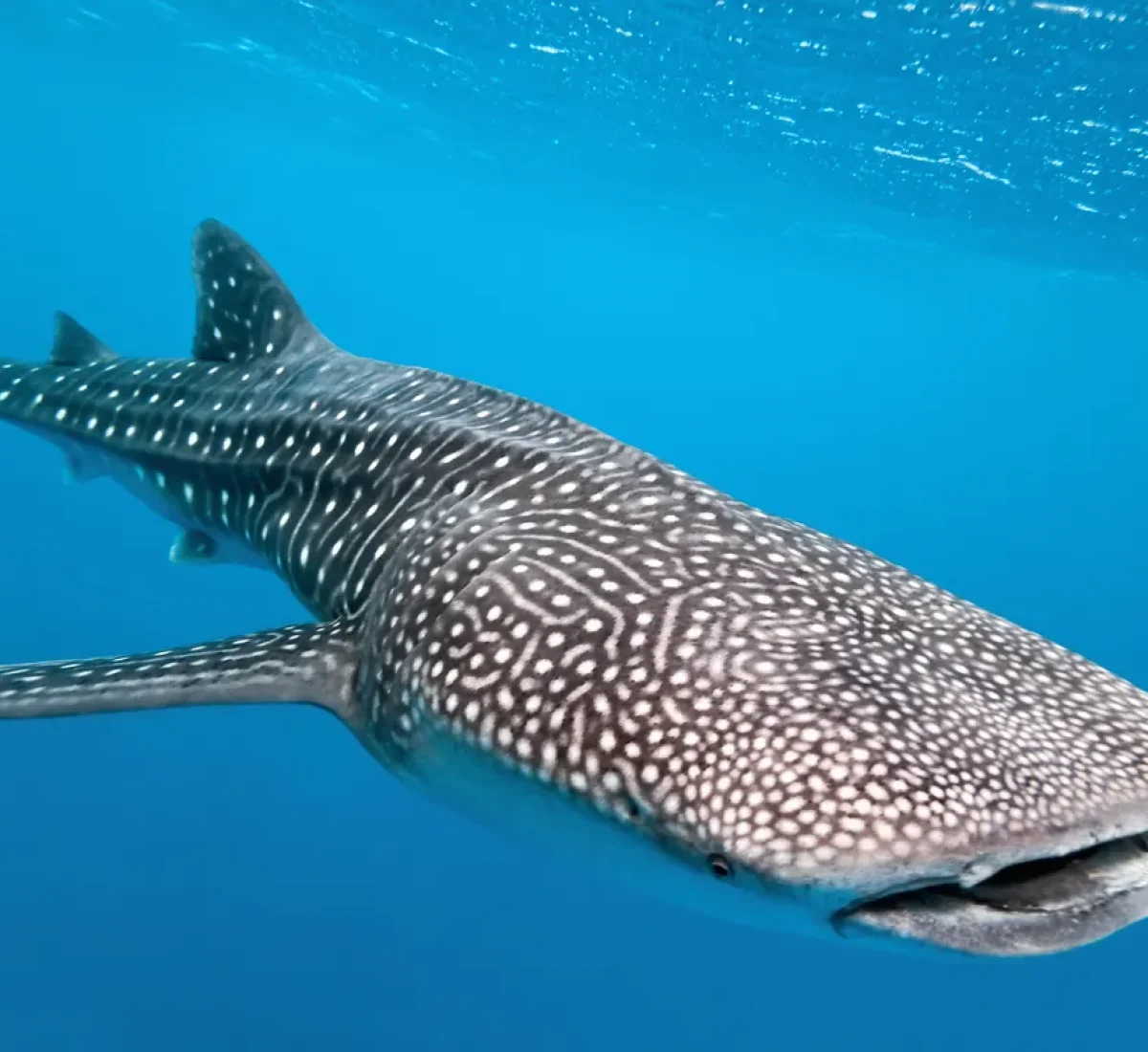 bigstock-Whale-shark-11272247_BAJA