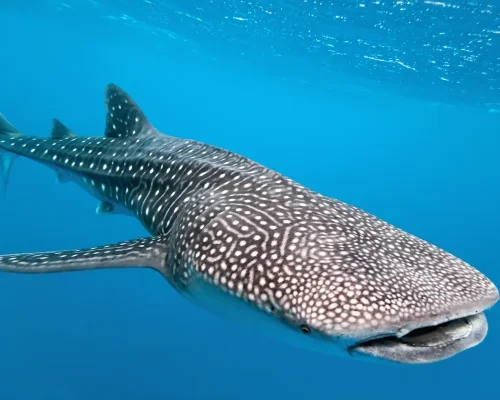 bigstock-Whale-shark-11272247_baja