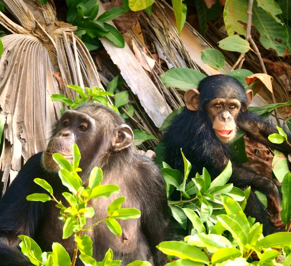 chimpance_BAJA