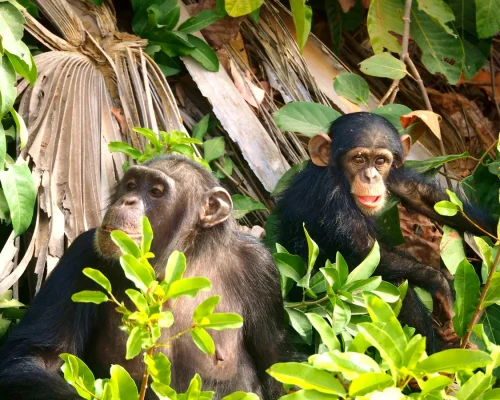chimpance_baja