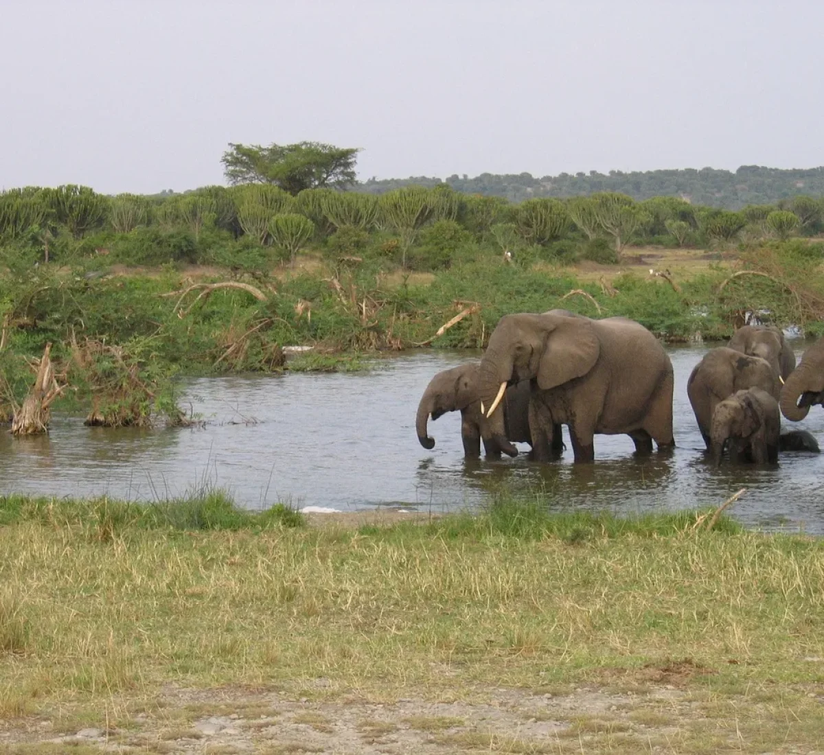 elephants-261672_1280_BAJA