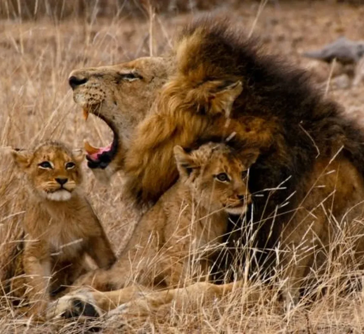 foto_de_ruta_por_africa_salvaje_10_10_BAJA