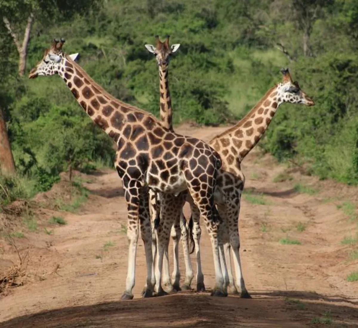 foto_de_ruta_por_el_corazon_de_bwindi_7_BAJA