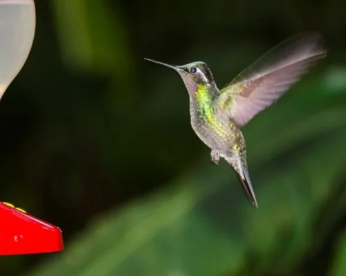 foto_de_ruta_por_estallido_natural_colibri_en_bebedero_1_BAJA