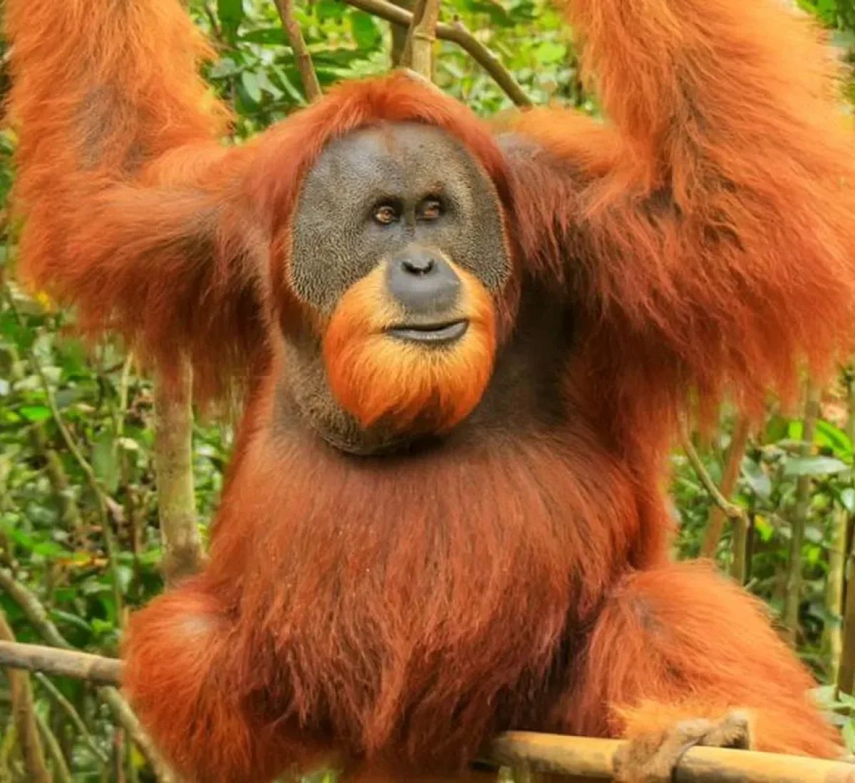 foto_de_ruta_por_indonesia_salvaje_orangutan_8_BAJA