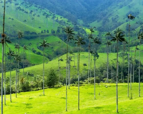 foto_de_ruta_por_la_atraccion_de_sudamerica_paisaje_del_valle_de_cocora_4_BAJA