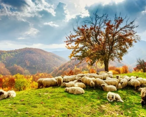 foto_de_ruta_por_los_dominios_de_dracula_campo_de_ovejas_1_BAJA