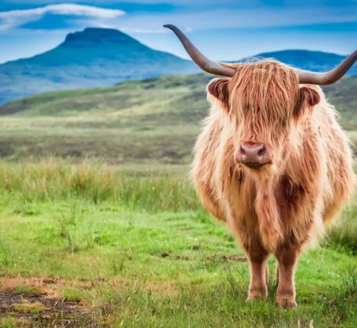 foto_de_ruta_por_rumbo_a_las_highlands_vaca_escocesa_7_BAJA