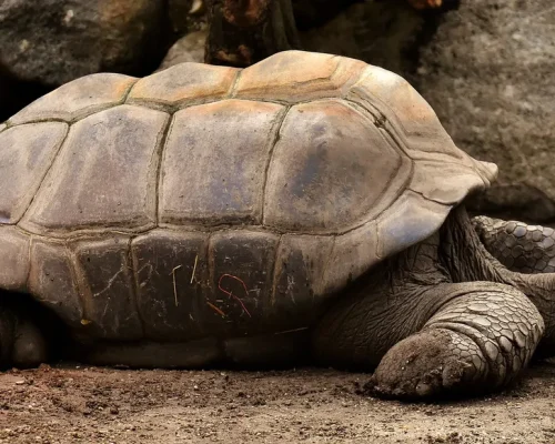 giant-tortoises-3315158_1920_BAJA