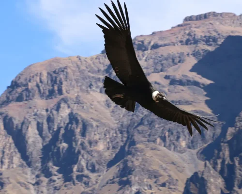 iStock-1060242424_baja