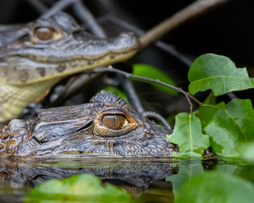 iStock-1087251824_BAJA