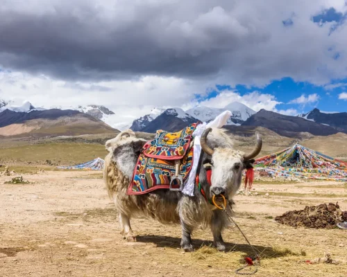 iStock-1142947996_baja